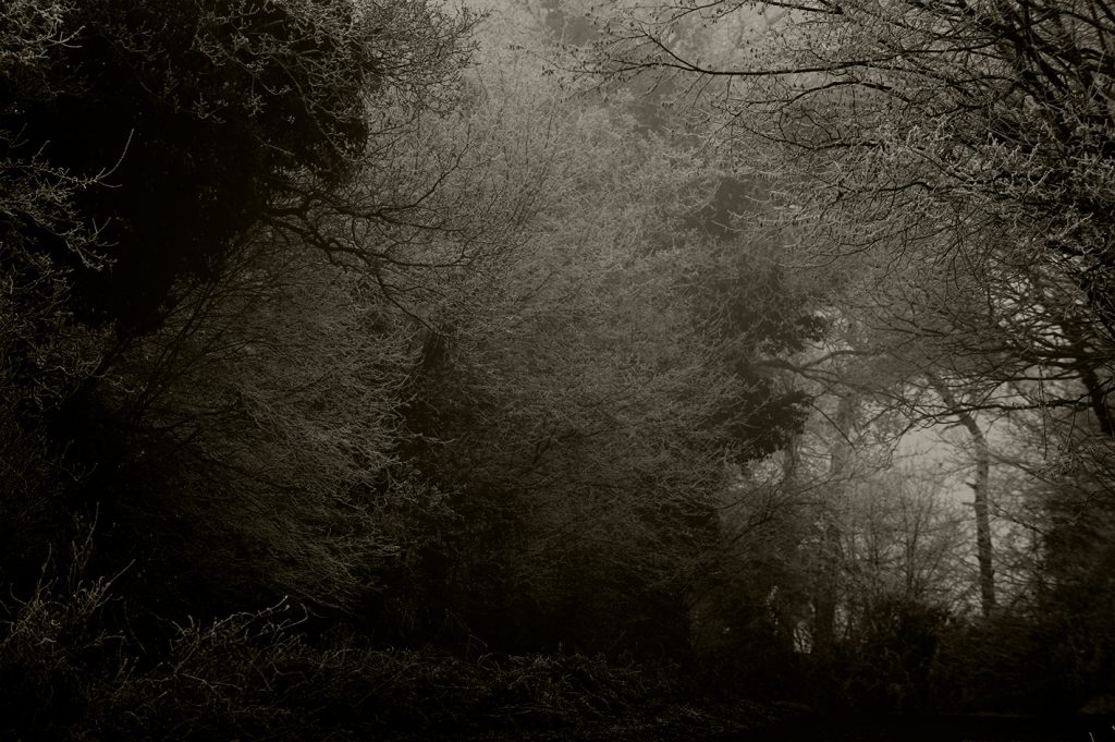 Fin Davies Tree Photography